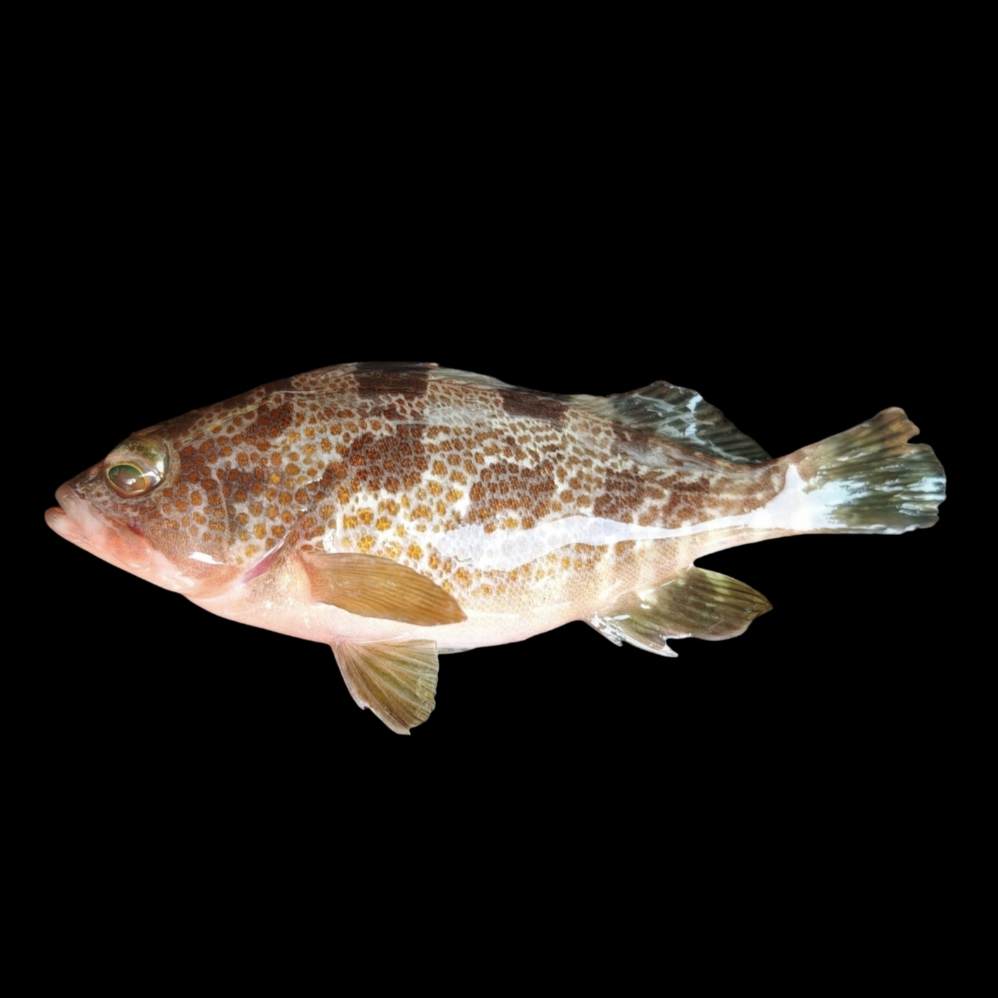 Rock Grouper photo 7