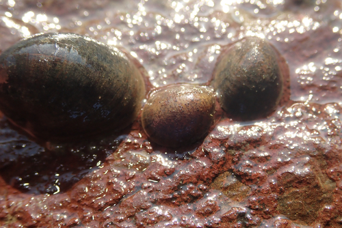 Neritina violacea observed 2026-01-27