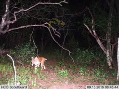 Lynx rufus escuinapae