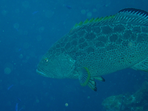 Arigua (Mycteroperca venenosa) — Serranidae — 5