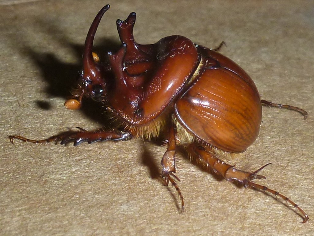 Genus Blackburnium · iNaturalist