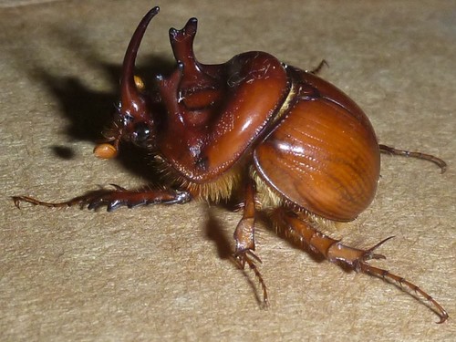Genus Blackburnium · iNaturalist