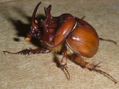 Blackburnium