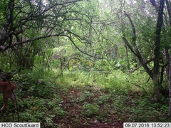 Lynx rufus escuinapae