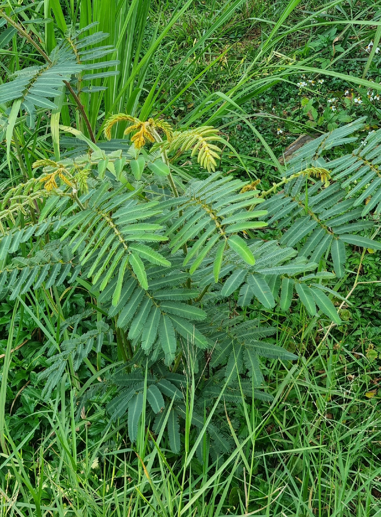 Mai dương — ảnh 2