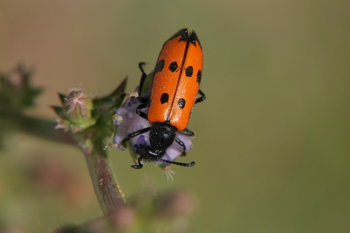Four-spotted Blisterbeetle, 84190 La Roque-Alric, Frankreich, photo 5 of 10