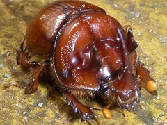 Blackburnium