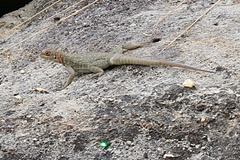 Oplurus quadrimaculatus
