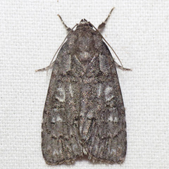 Acronicta modica