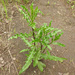 Cirsium arvense arvense - Photo (c) Degtyarev Nikolai Ivanovich, some rights reserved (CC BY-NC), uploaded by Degtyarev Nikolai Ivanovich
