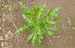 Cirsium arvense arvense