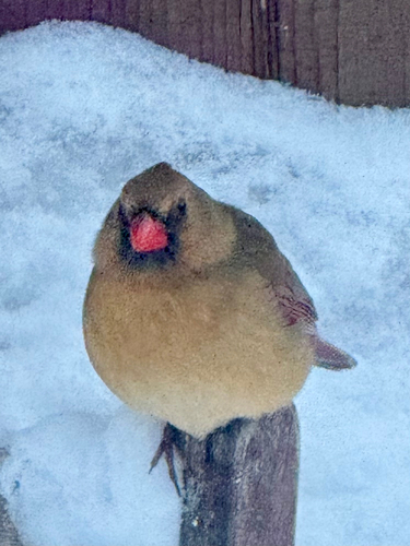 Northern Cardinal