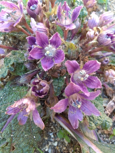Image of Mandragora officinarum by (c) Sarah Faulwetter, some rights reserved (CC BY)