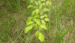Pyrus communis pyraster