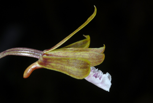 Eulophia graminea