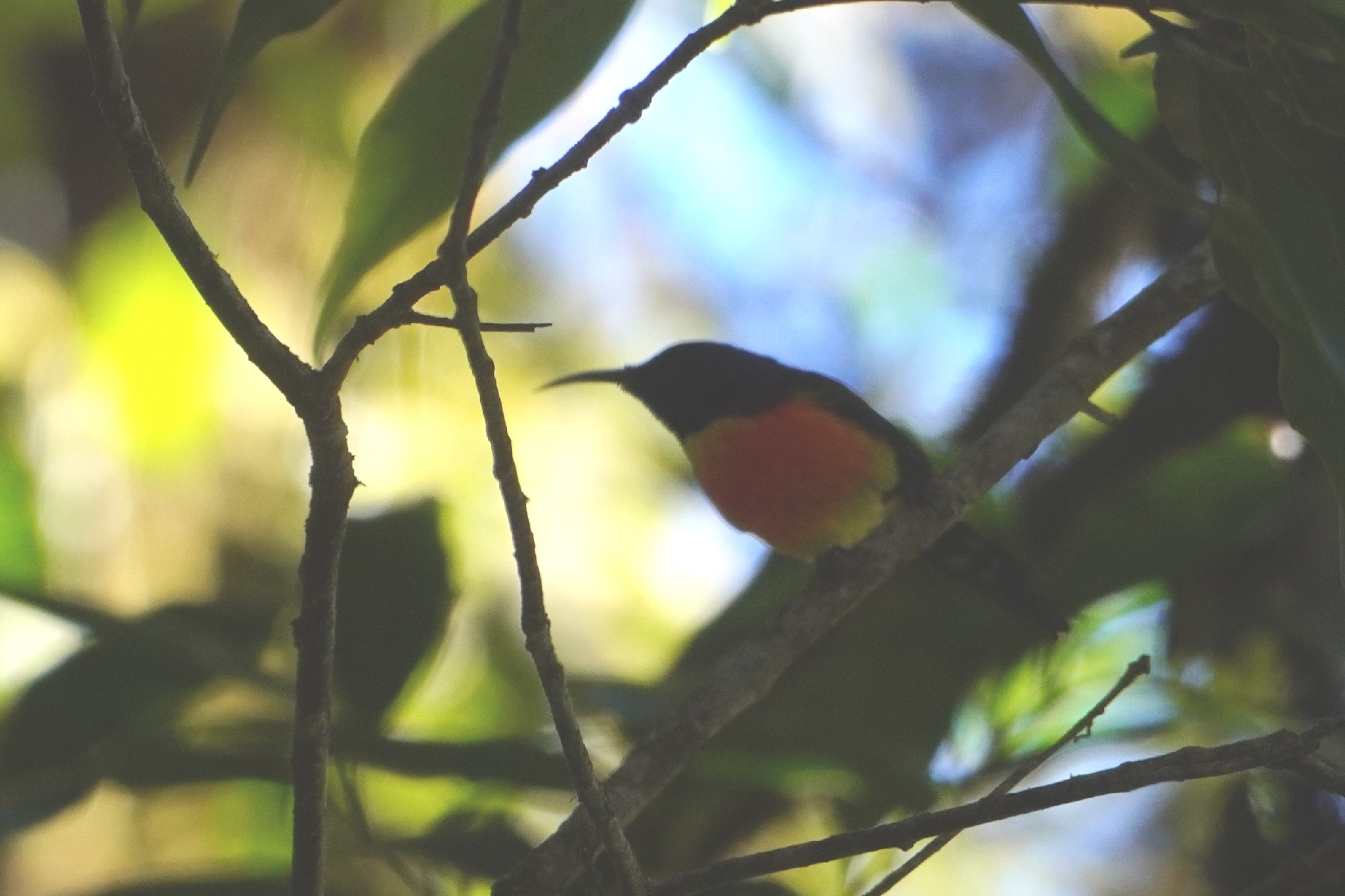 Green-tailed Sunbird (Aethopyga nipalensis), photo 1