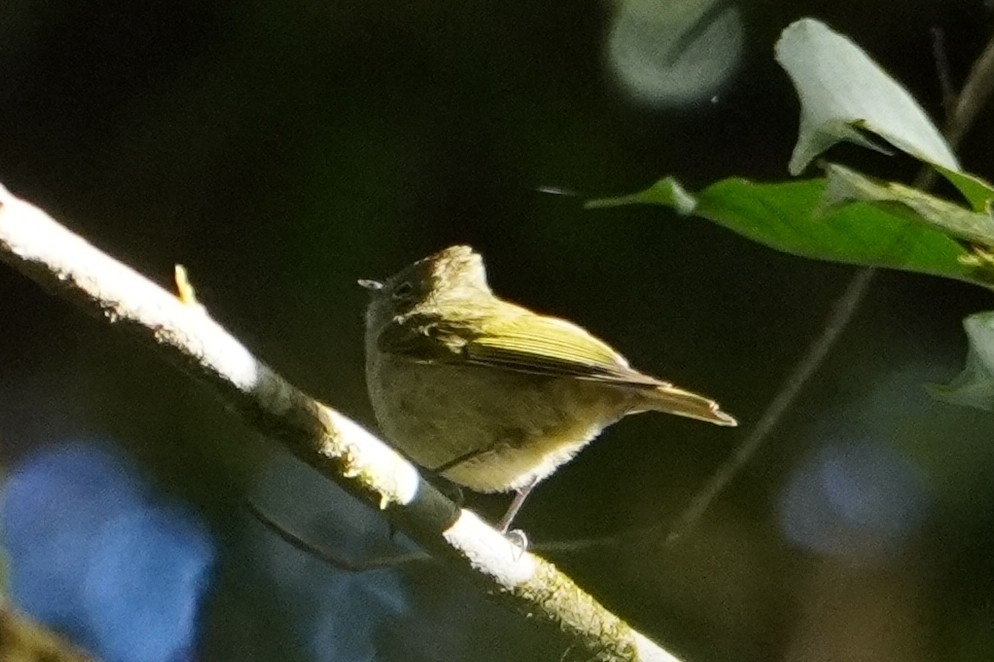 Yellow-browed Tit (Sylviparus modestus), photo 1