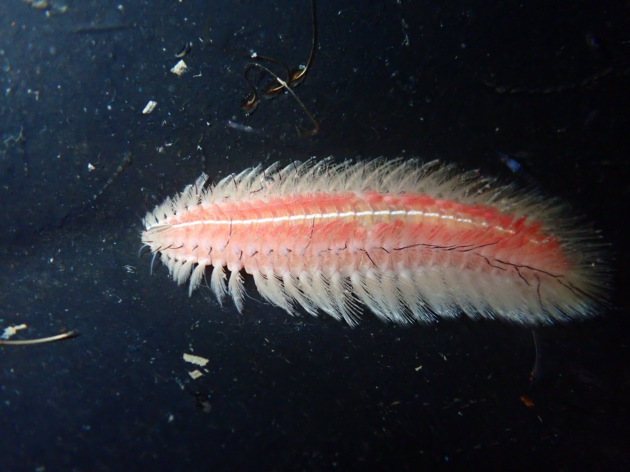 Chloeia inermis Quatrefages, 1866