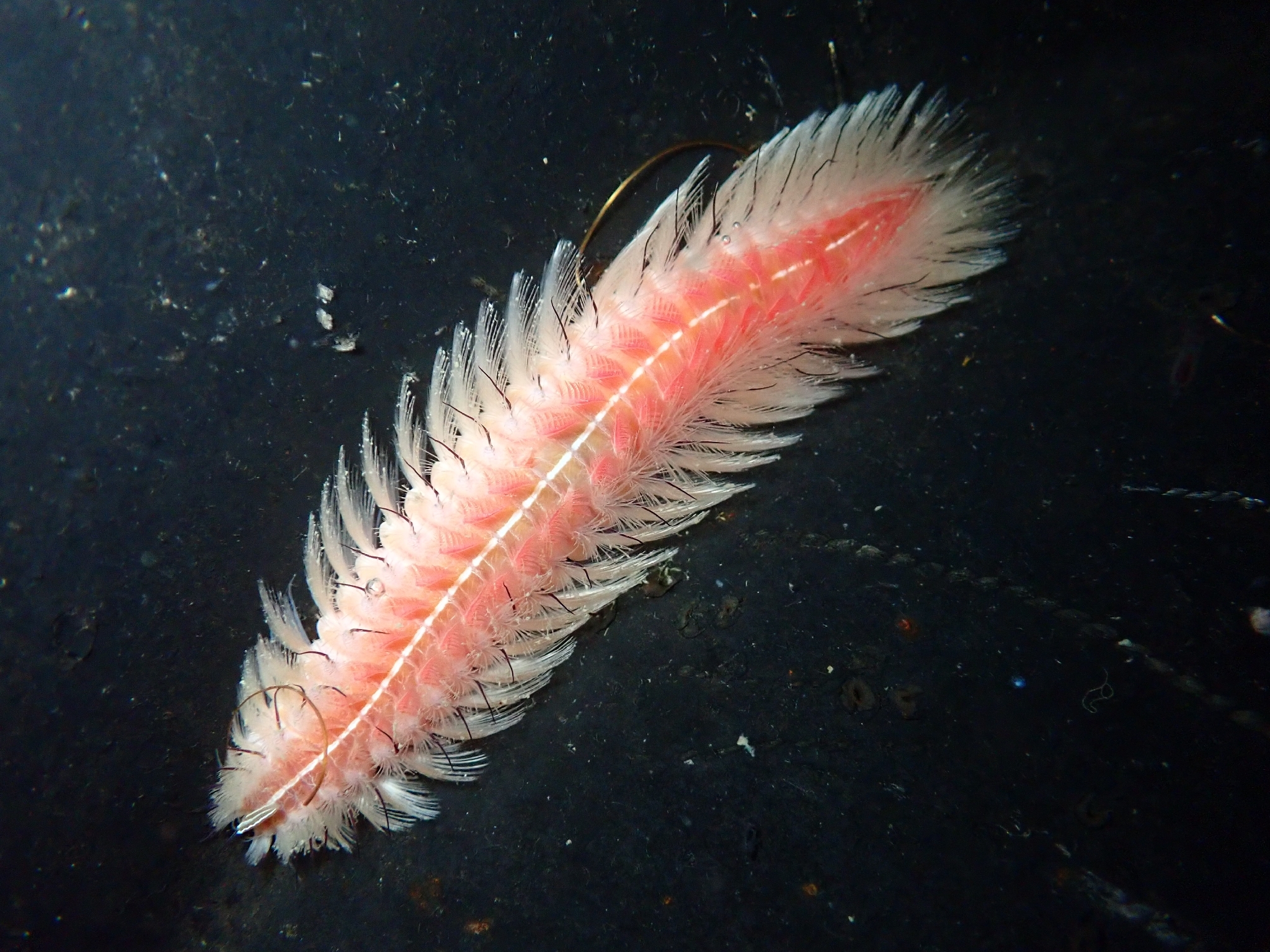 Chloeia inermis Quatrefages, 1866