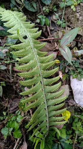 Polystichum acutidens observed 2026-01-27
