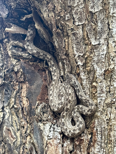 Schwartz’ Dwarf Boa
