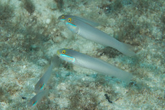 Valenciennea strigata