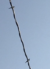 Setophaga coronata auduboni