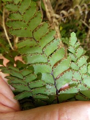 Adiantum fulvum