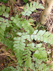 Adiantum fulvum