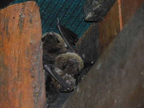 Australian Large-footed Myotis