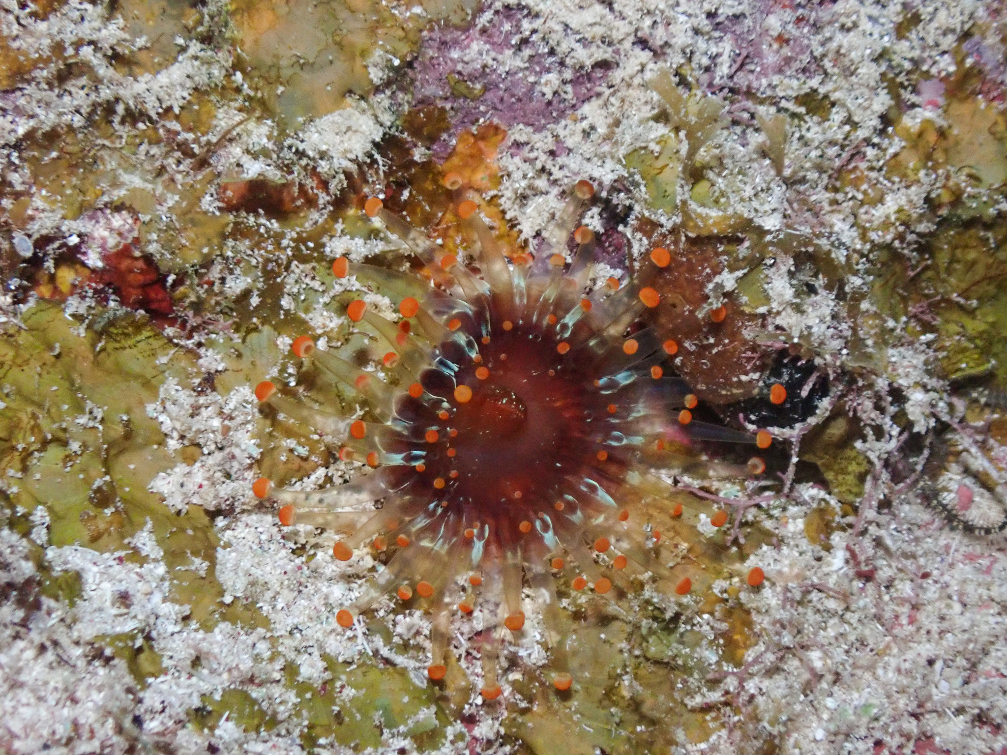 Pseudocorynactis caribbeorum Den Hartog, 1980