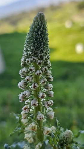Reseda alba iNat (2)