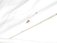 Stephanorhynchus curvipes