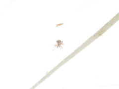 Stephanorhynchus curvipes