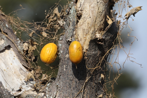Trichosanthes kirilowii iNat (2)