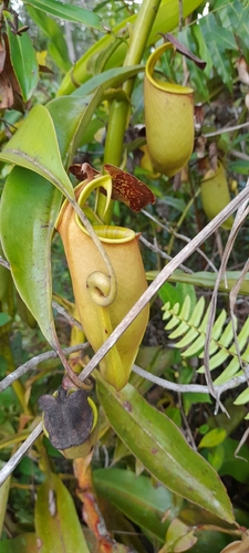 Nepenthes bicalcarata