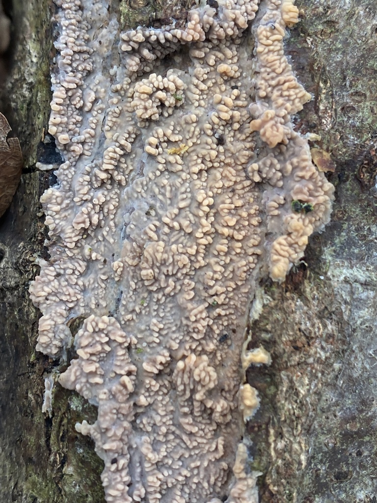 Phlebia radiata · January 2026 · photo: © katharinegk (iNaturalist, cc-by)