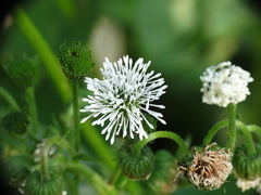 Gymnocoronis spilanthoides