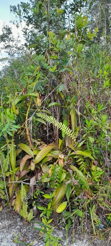 Nepenthes bicalcarata