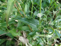 Gymnocoronis spilanthoides