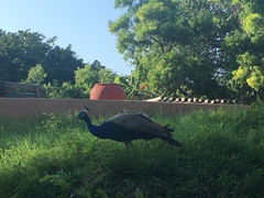 Pavo cristatus