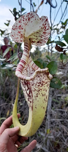 Nepenthes rafflesiana