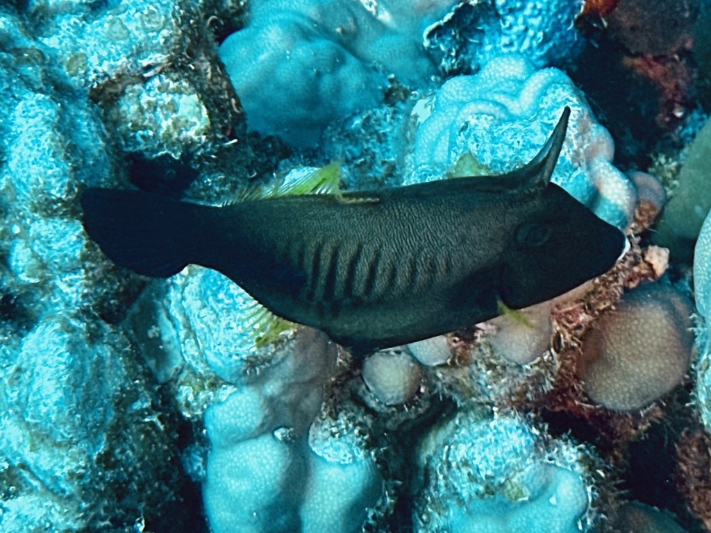 Broom filefish