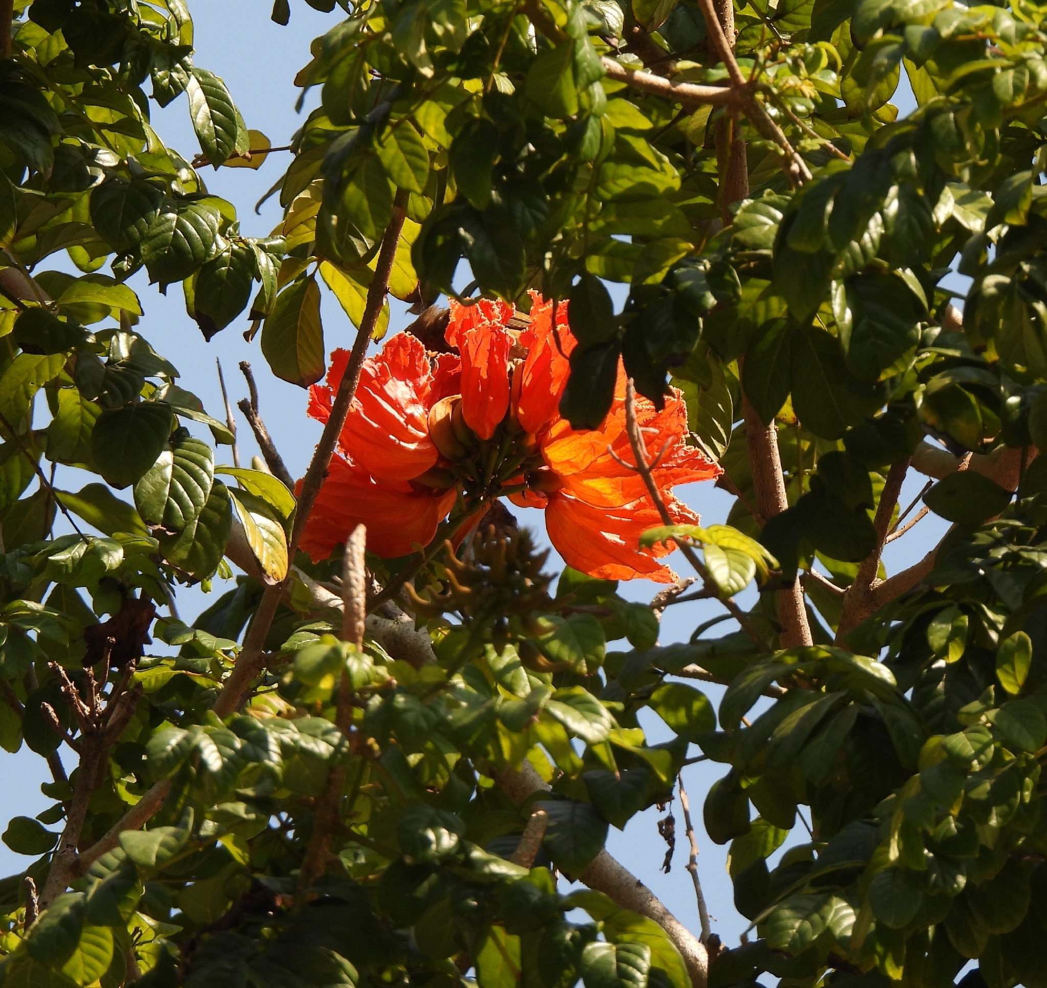 Chuông vàng (Spathodea campanulata)
