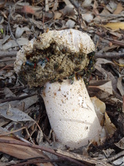 Itajahya galericulata