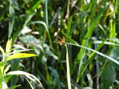 Perithemis icteroptera