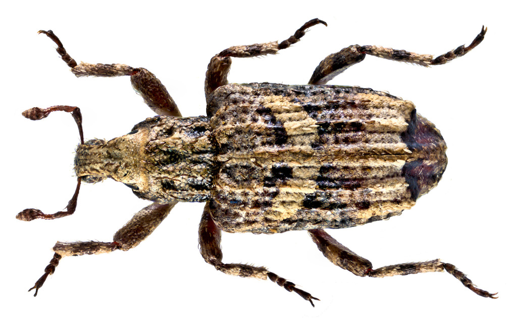 Gronops lunatus