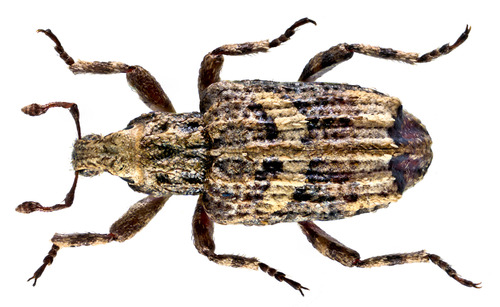 Gronops lunatus
