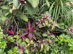 Clerodendrum quadriloculare