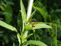 Perithemis icteroptera